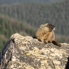 Marmot