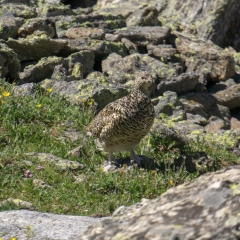 Ptarmigan!