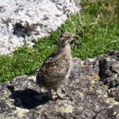 Ptarmigan Chick