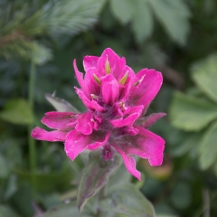 Pink Paintbrush