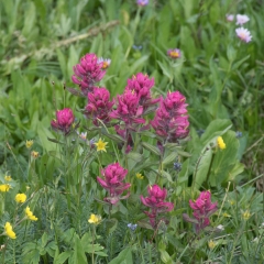 Pink Paintbrush