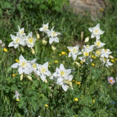 Columbine