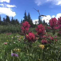 PInk Paintbrush