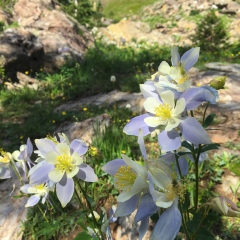 Columbine