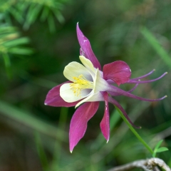 Red Columbine