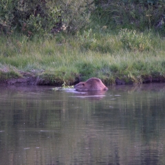 Beaver