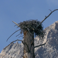 Eagle Nest