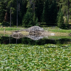 Heron Pond