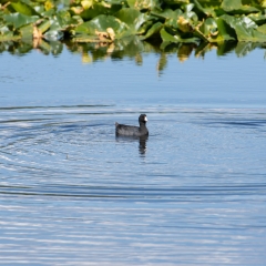 American coot