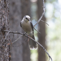 Nuthatch