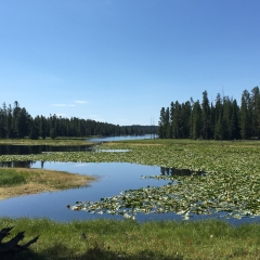 Heron Pond