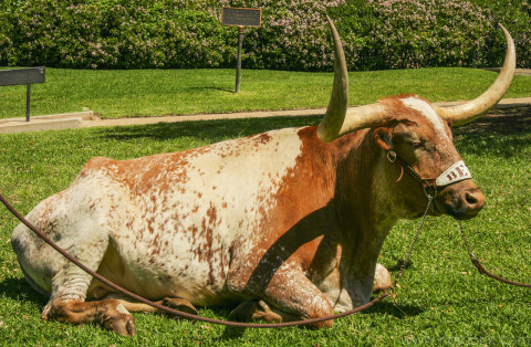 Bevo