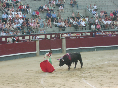 Bull Fight