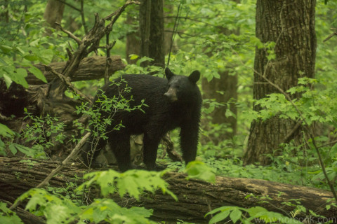 Black Bear-1
