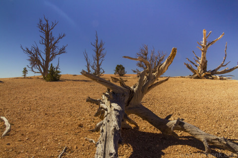 Bryce Canyon