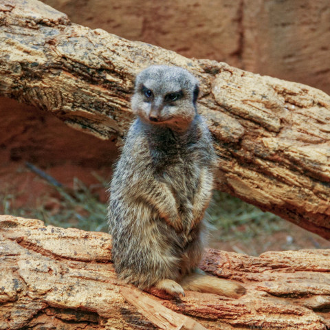 Meerkat