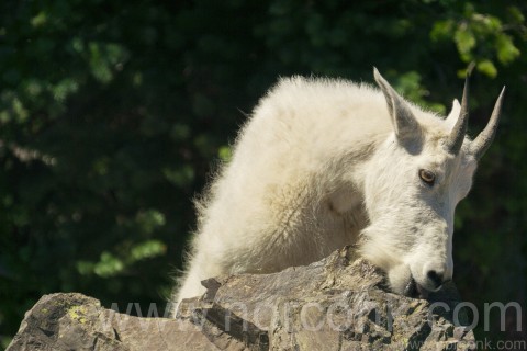 Rock Licking Mountain Goat