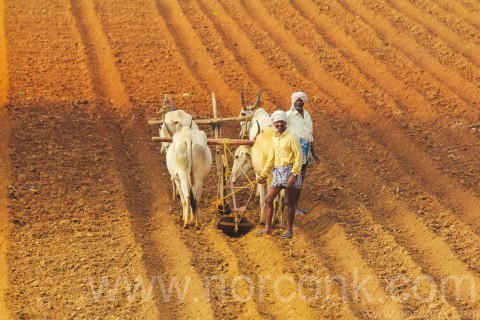 Farmers in India