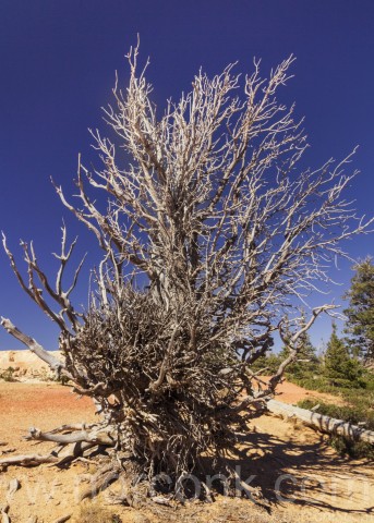 Bryce Canyon