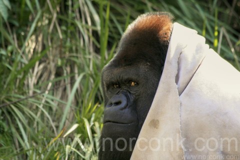 Western Lowland Gorilla