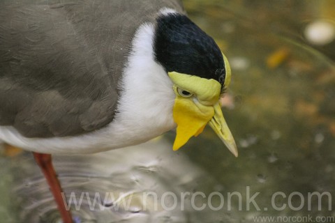 Masked Lapwing