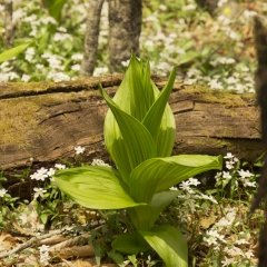 Wildflowers