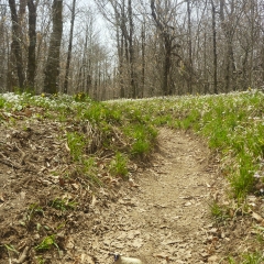 Wildflowers & Appalachian Trail