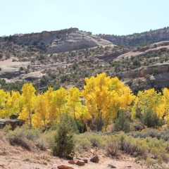 Aspens in the Colorado National Monument