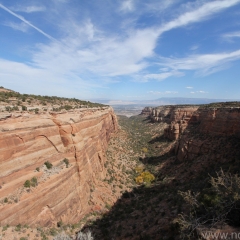 Canyon scallop