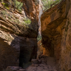 Observation Point Trail