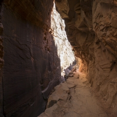 Observation Point Trail