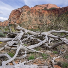 Kolob Arch Trail