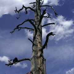 Dead Tree