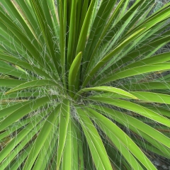 Yucca