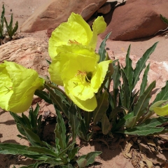 Capitol Wash Flower