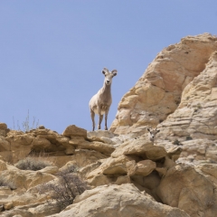 Bighorn Sheep