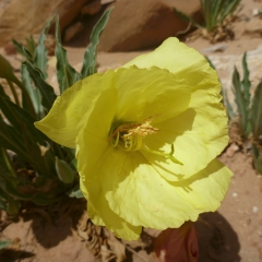 Capitol Wash Flower