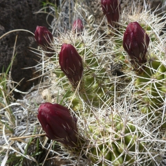 Capitol Wash Flower