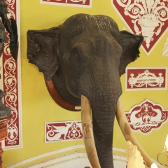 Elephant Head Mount