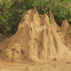 Termite Mound