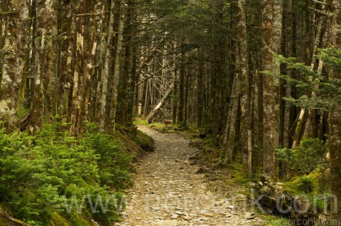 Alum Caves Trail