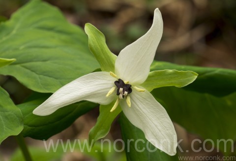 Trillium