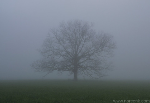 Cades Cove Fog