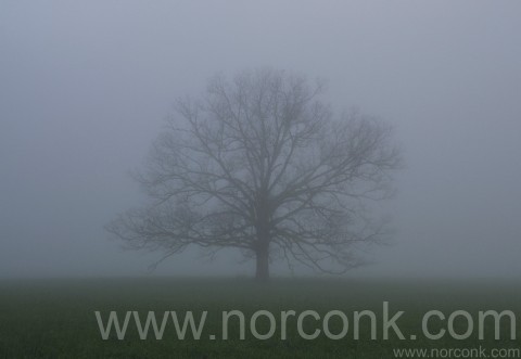 Cades Cove Fog