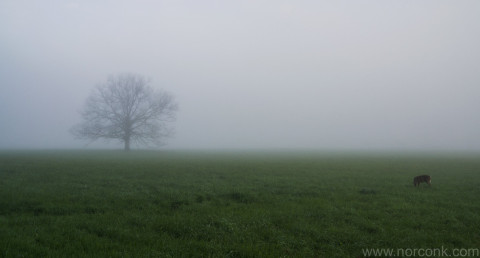 Cades Cove Fog