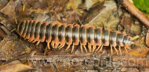 Millipede