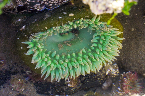 Anemone