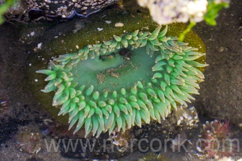 Anemone