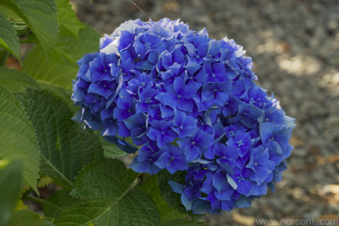 Hydrangea