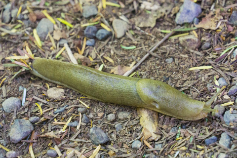 Banana Slug